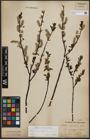 Foto von Salix phylicifolia L.